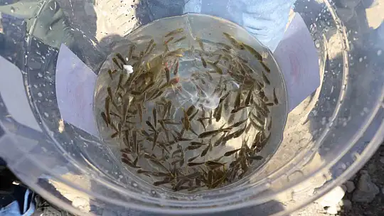 Kayseri'de baraj gölüne 600 bin yavru sazan bırakıldı