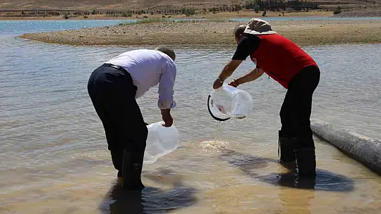 Kayseri'de baraj gölüne 600 bin yavru sazan bırakıldı