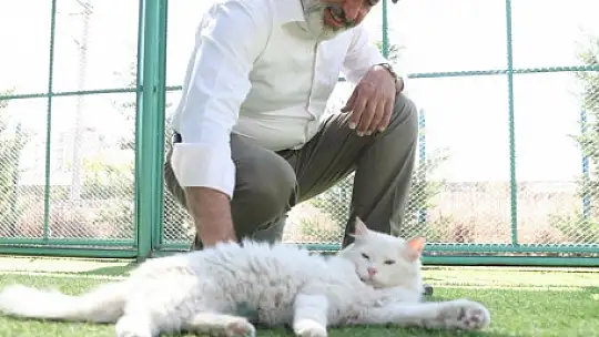 Kayseri'de ilk ve tek küçük dostları Kedi Kasabası, ziyaretçi rekoru kırıyor