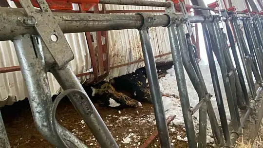 Kayseri'de karın ağırlığına dayanamayan ahırın çatısı çöktü: 17 hayvan telef oldu