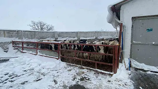 Kayseri'de karın ağırlığına dayanamayan ahırın çatısı çöktü: 17 hayvan telef oldu