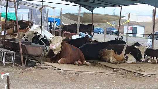 Kayseri'de kurban pazarlıklar hareketlendi