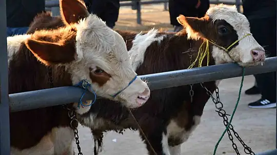 Kayseri'de Kurbanlık Tavsiye Fiyatları açıklandı