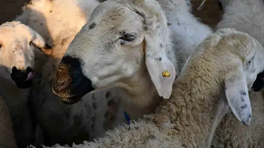 Kayseri'de Kurbanlık Tavsiye Fiyatları açıklandı