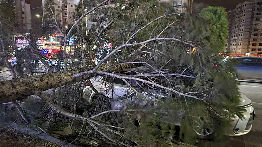 Kayseri'de kuvvetli rüzgar: Ağaç otomobilin üzerine devrildi