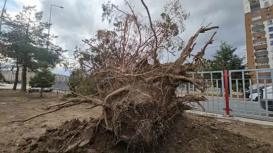 Kayseri'de şiddetli rüzgar ağacı kökünden söktü