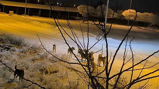 Kayseri'de sokak köpeğinin saldırısına uğrayan çocuk yaralandı