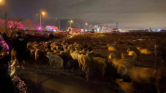 Kayseri'de taşkın riski: 200 hayvan tahliye edildi