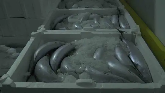 Kayseri'den 6 ülkeye 10 bin 500 ton balık ihracatı