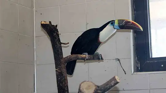 Kayseri Hayvanat Bahçesi'nde tropikal iklim hayvanları özel sistemlerle ısıtılıyor