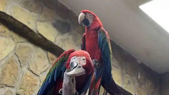 Kayseri Hayvanat Bahçesi'nde tropikal iklim hayvanları özel sistemlerle ısıtılıyor