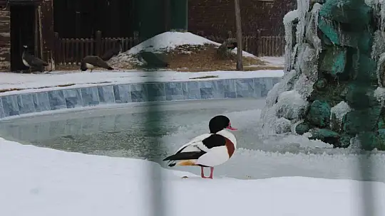 Kayseri Hayvanat Bahçesi'nde tropikal iklim hayvanları özel sistemlerle ısıtılıyor
