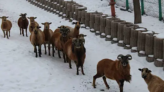 Kayseri Hayvanat Bahçesi'nde tropikal iklim hayvanları özel sistemlerle ısıtılıyor