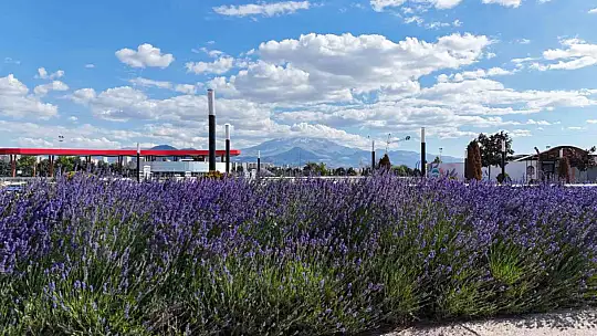 Kayseri'nin dört bir yanına lavanta esintisi