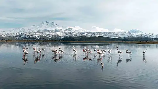 Kayseri'nin ilk flamingo kafilesi geldi