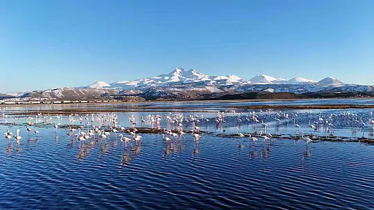 Kayseri'nin ilk flamingo kafilesi geldi