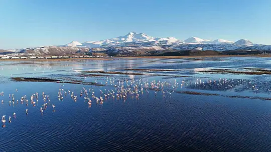 Kayseri'nin ilk flamingo kafilesi geldi