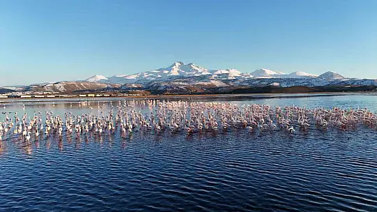 Kayseri'nin ilk flamingo kafilesi geldi