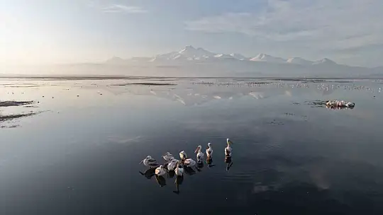 Kayseri'nin ilk pelikanları geldi