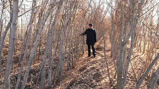 Kayseri'nin yeşil örtüsü Kocasinan'da filizleniyor