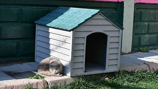 Kedi Bakım Evi örnek hizmet sunuyor