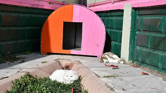Kedi Bakım Evi örnek hizmet sunuyor