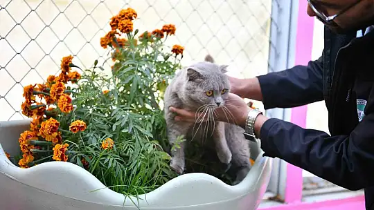Kedi Bakım Evi örnek hizmet sunuyor