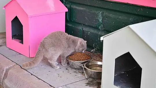 Kedi Bakım Evi örnek hizmet sunuyor