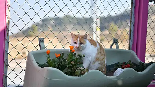 Kedi Bakım Evi örnek hizmet sunuyor