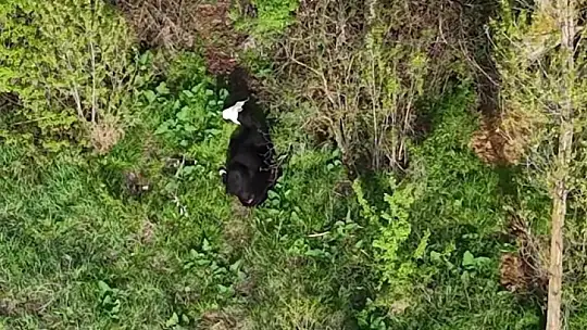 Kezban ninenin firari düvesini dron buldu
