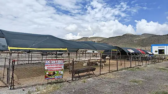 Kocasinan Belediyesi Kurban Bayramı'na hazır