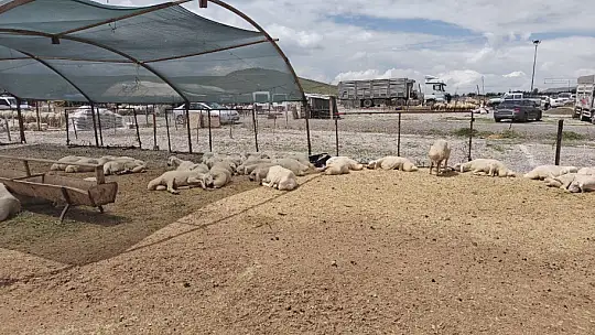 Kocasinan Belediyesi Kurban Bayramı'na hazır