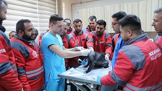 Kocasinan Belediyesi'nden veterinerlik personeline sertifikalı eğitim