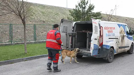 Kocasinan Belediyesi'nden veterinerlik personeline sertifikalı eğitim