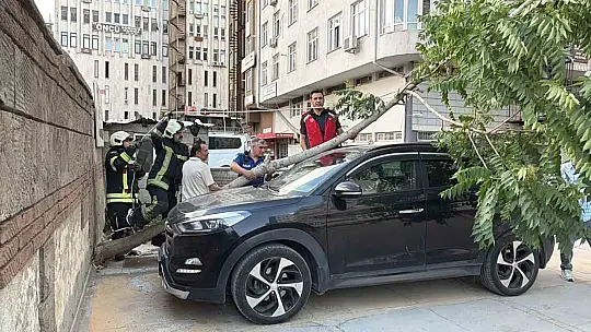 Kökü duvarın altında olan ağaç aracın üzerine devrildi