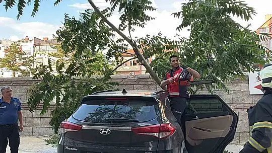 Kökü duvarın altında olan ağaç aracın üzerine devrildi