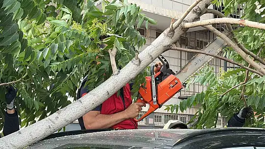 Kökü duvarın altında olan ağaç aracın üzerine devrildi