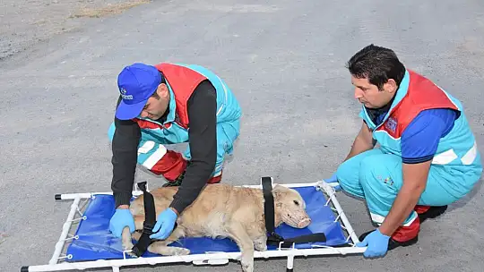 Küçük Dostlar Ambulansı ile 8 bin 753 can kurtarıldı