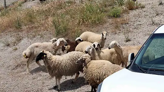 Kurban Bayramı'nda kaçan hayvanları, belediye sahibine teslim etti