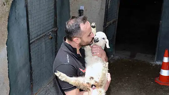 Kurban Bayramı'nda kaçan hayvanları, belediye sahibine teslim etti