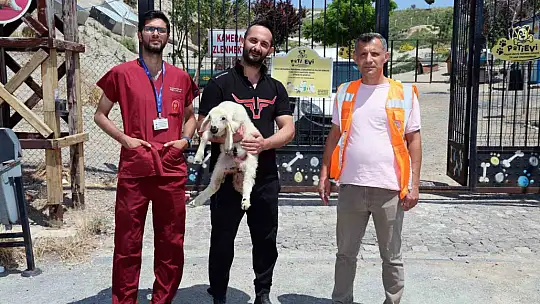Kurban Bayramı'nda kaçan hayvanları, belediye sahibine teslim etti