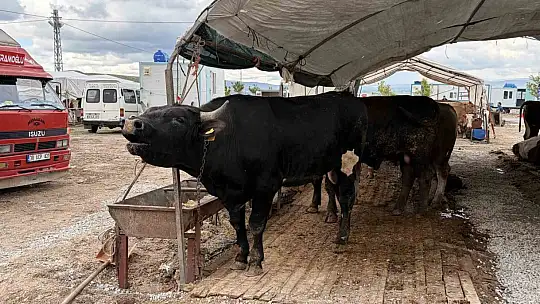 Kurban pazarlarında pazarlıklar kızıştı
