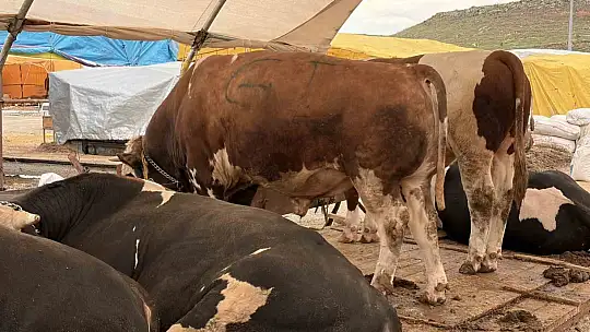 Kurban pazarlarında pazarlıklar kızıştı