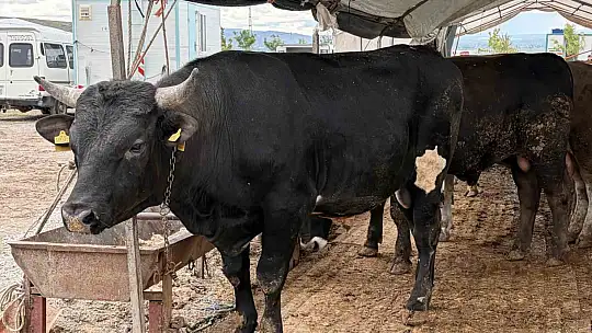 Kurban pazarlarında pazarlıklar kızıştı