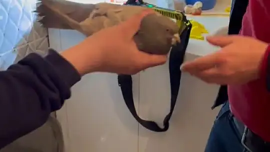 Mahsur kalan güvercini özgürlüğüne itfaiye kavuşturdu