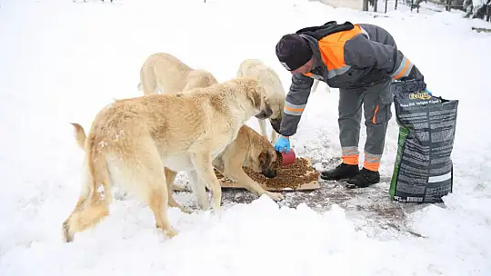 Melikgazi Belediyesi kar yağışı sonrası sokak hayvanlarını unutmadı