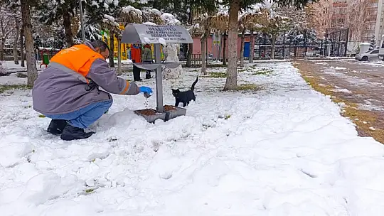 Melikgazi Belediyesi kar yağışı sonrası sokak hayvanlarını unutmadı