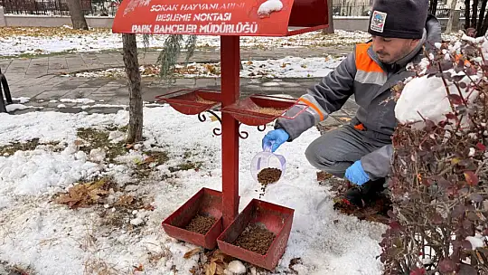 Melikgazi Belediyesi kar yağışı sonrası sokak hayvanlarını unutmadı