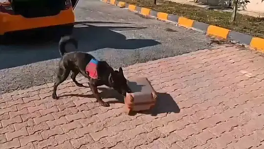 Mide ve bağırsaklarından uyuşturucu çıktı