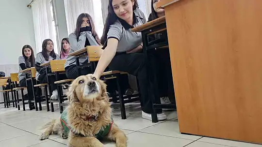Öğrencilerin peşine takılan Fındık, okulun maskotu oldu